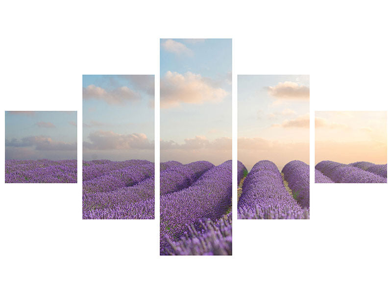 5-piece-canvas-print-the-blooming-lavender-field