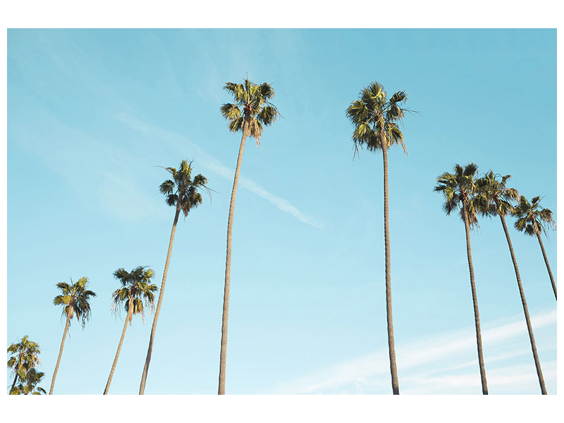 canvas-print-a-sky-full-of-palm-trees