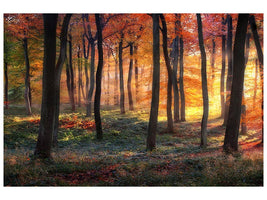 canvas-print-autumn-woodland-sunrise-x