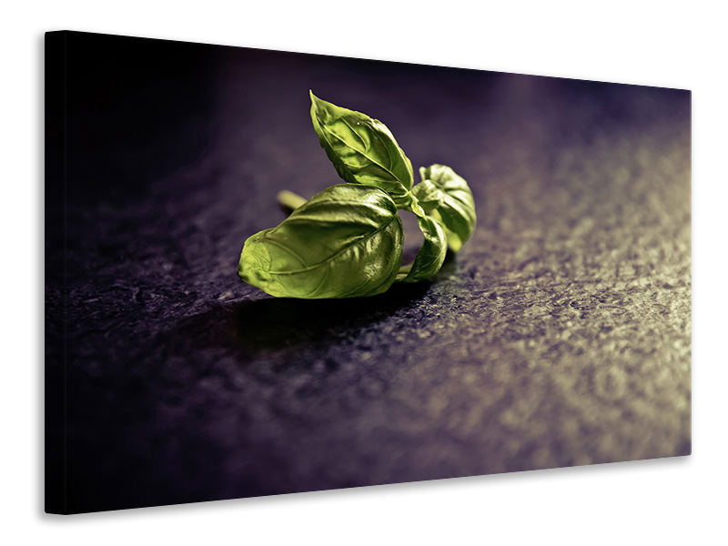 canvas-print-basil-leaves