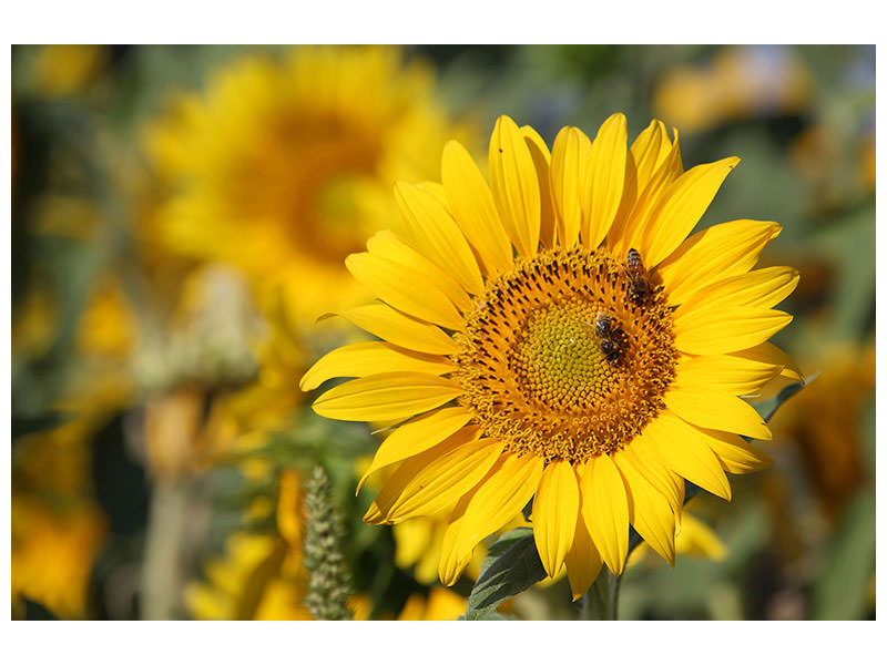 canvas-print-bees-at-work