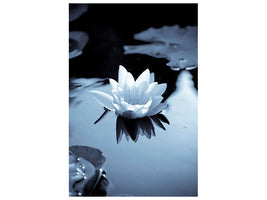 canvas-print-black-and-white-photograph-waterlily