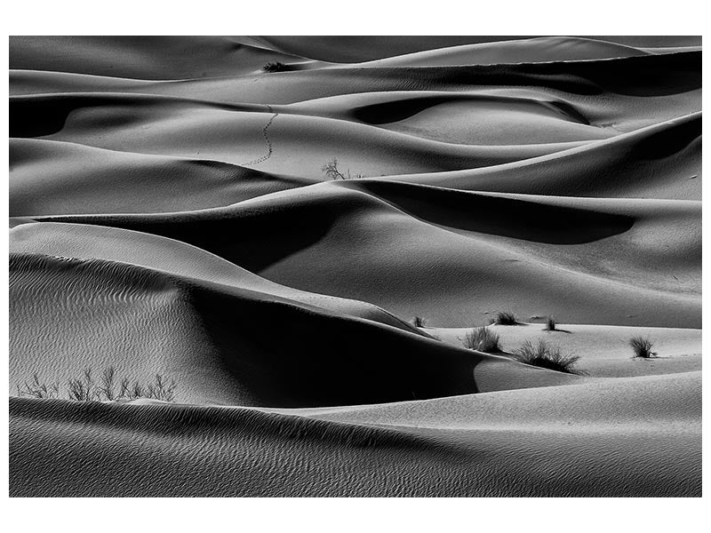 canvas-print-bush-ii-x