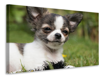 canvas-print-chihuahua-to-fall-in-love