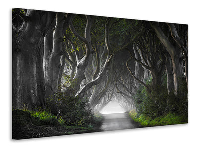 canvas-print-dark-hedges