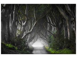canvas-print-dark-hedges