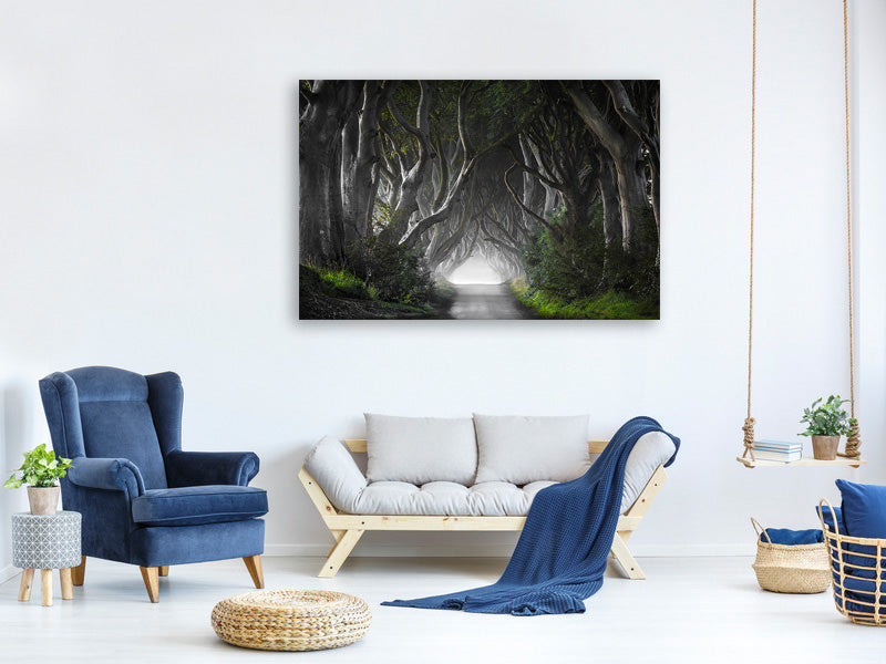 canvas-print-dark-hedges