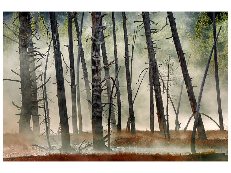 canvas-print-dead-wood