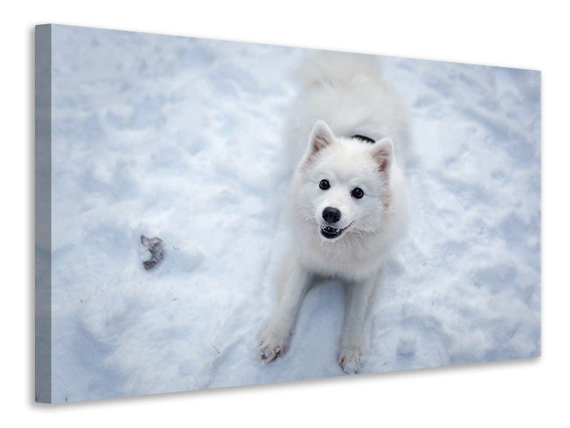 canvas-print-dogs-joy-in-the-snow