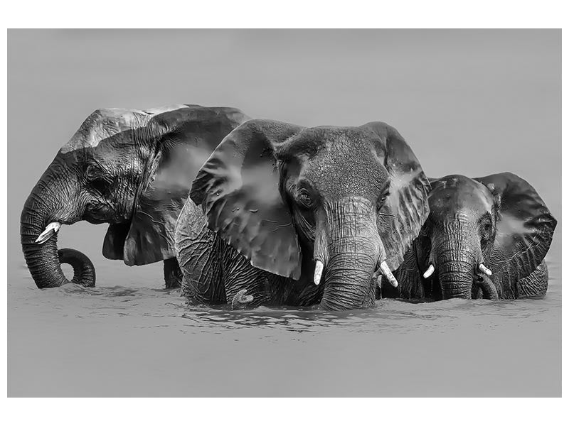 canvas-print-elephant-crossing-the-river-x