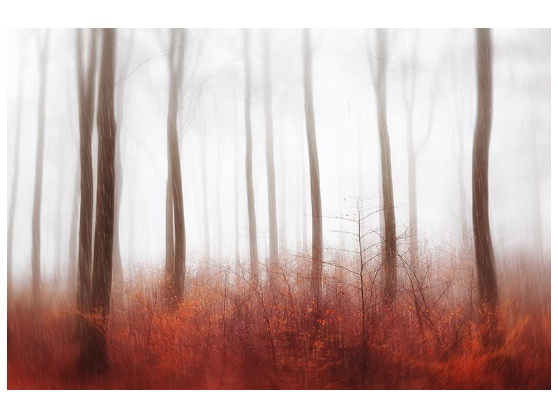 canvas-print-endless-woods-x