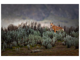 canvas-print-ethiopian-wolf-x