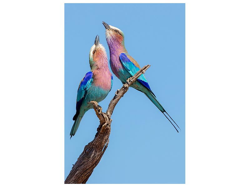 canvas-print-flirting-rollers-x