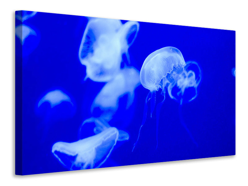 canvas-print-floating-jellyfish