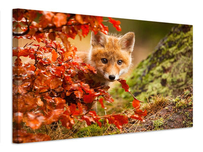 canvas-print-fox-x