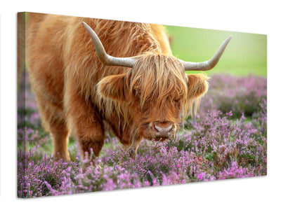 canvas-print-highland-in-heather-x