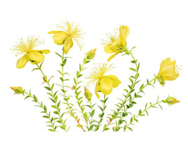 canvas-print-hypericum-x