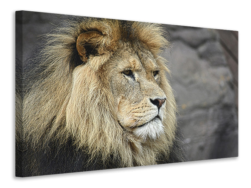 canvas-print-lion-head-xl