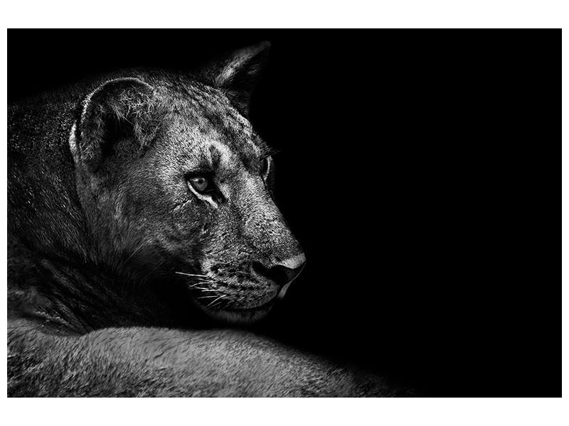 canvas-print-lion