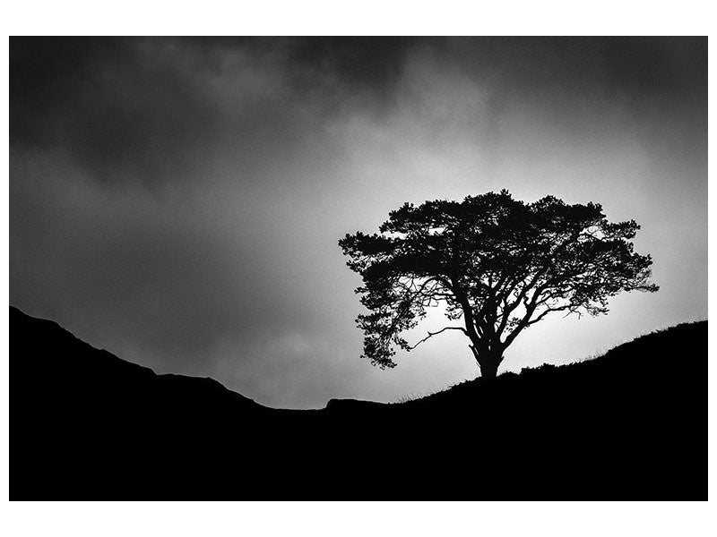 canvas-print-lone-tree