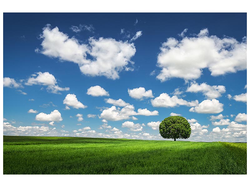 canvas-print-lonely-tree-x