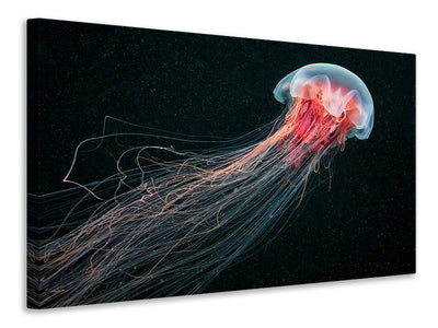 canvas-print-longtail