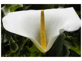 canvas-print-macro-calla-in-white