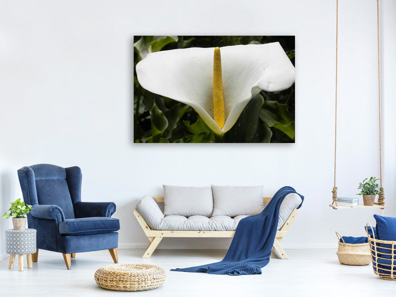 canvas-print-macro-calla-in-white