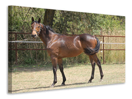 canvas-print-magnificent-thoroughbred