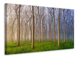canvas-print-morning-of-the-forest