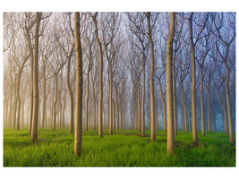 canvas-print-morning-of-the-forest