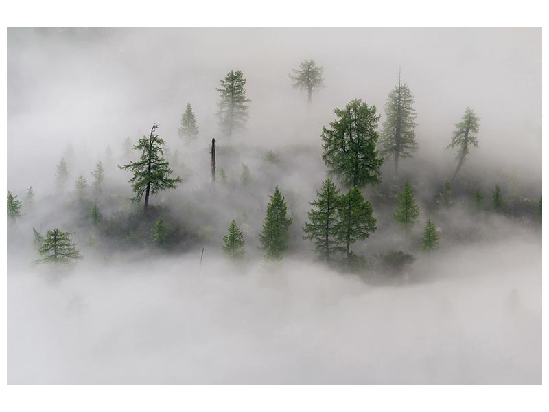 canvas-print-mystical-tree-island-x