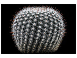 canvas-print-notocactus-scopa-ii