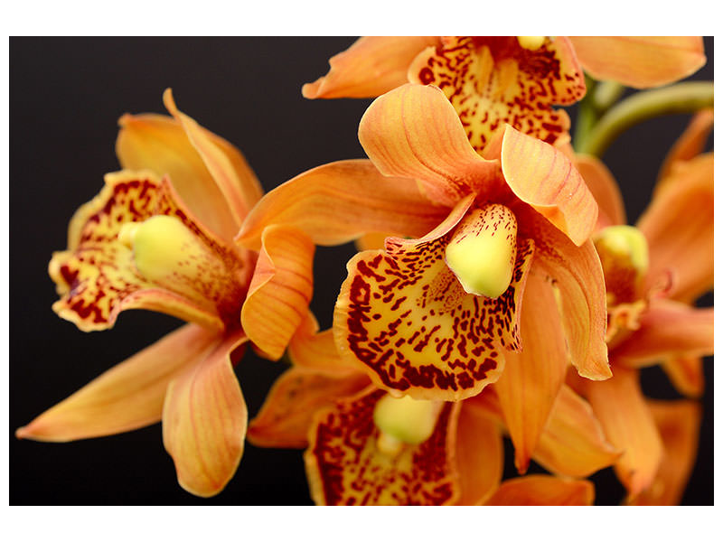 canvas-print-orchids-with-orange-flowers
