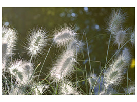 canvas-print-ornamental-grasses-in-xl