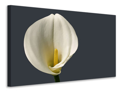 canvas-print-proud-calla