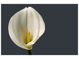 canvas-print-proud-calla