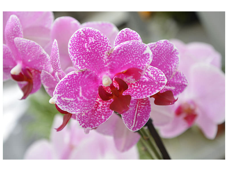 canvas-print-purple-orchids-in-bloom