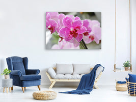 canvas-print-purple-orchids-in-bloom