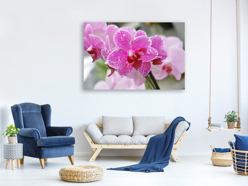 canvas-print-purple-orchids-in-bloom