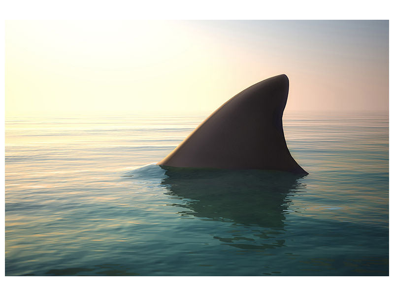 canvas-print-shark-fin