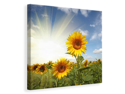 canvas-print-sunflower-in-sunlight