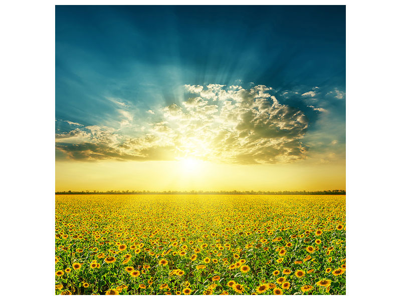 canvas-print-sunflowers-in-the-evening-sun