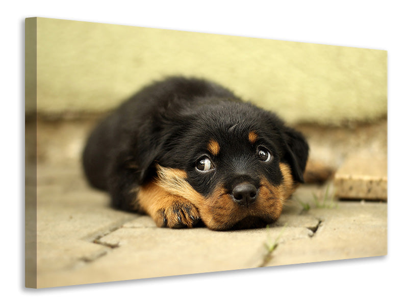 canvas-print-sweet-rottweiler-puppy