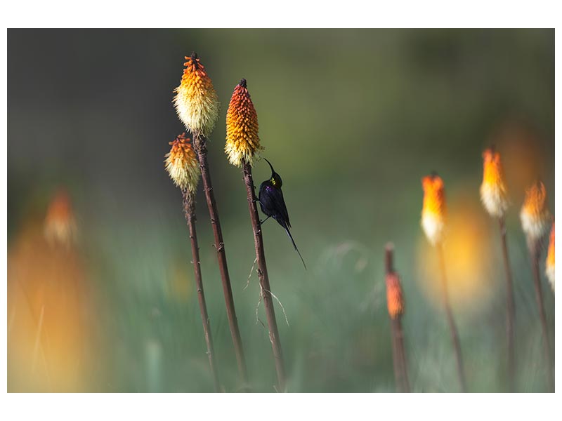 canvas-print-tacazze-sunbird-x