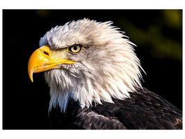 canvas-print-the-eagle-head