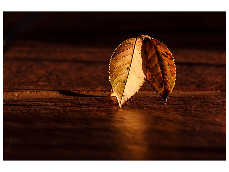 canvas-print-the-leaf