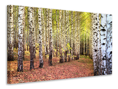 canvas-print-the-path-between-birches