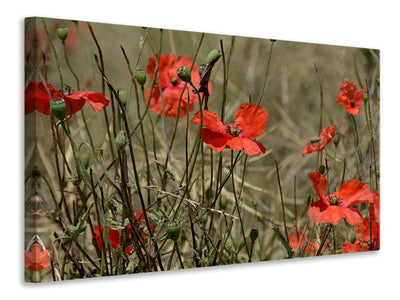 canvas-print-the-poppy-in-nature