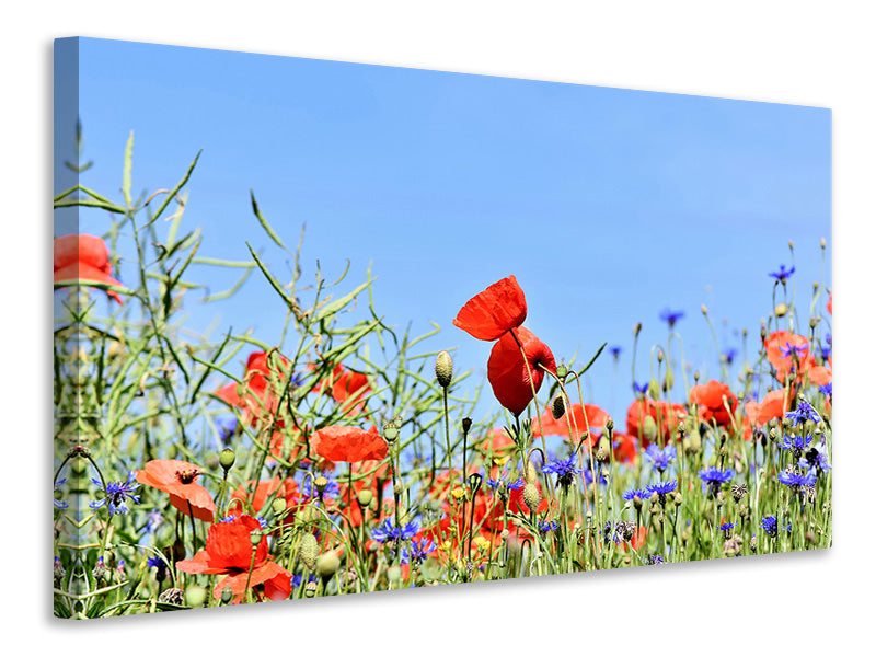 canvas-print-the-poppy-in-the-flower-meadow